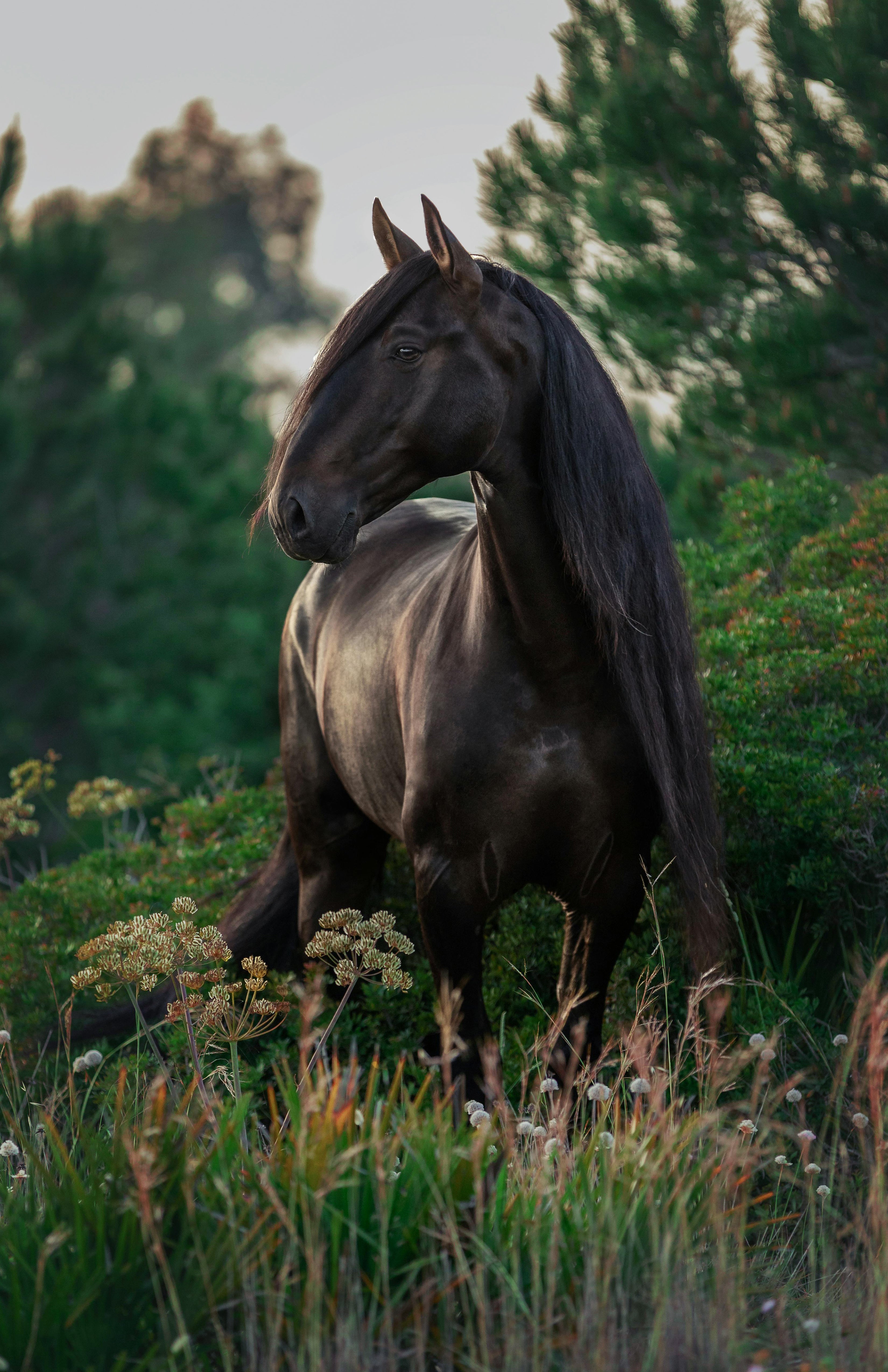 Horse Poster